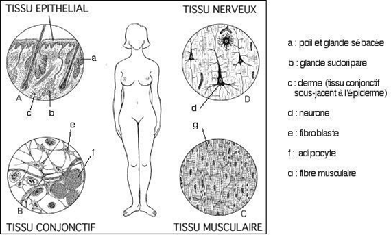 Figure 2&nbsp;: Description générale des quatre tissus fondamentaux.
