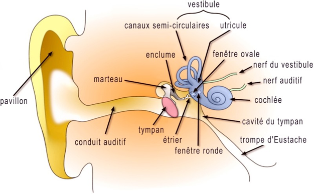 Fig.2: Schéma de l'oreille (d'après D. Pickard)