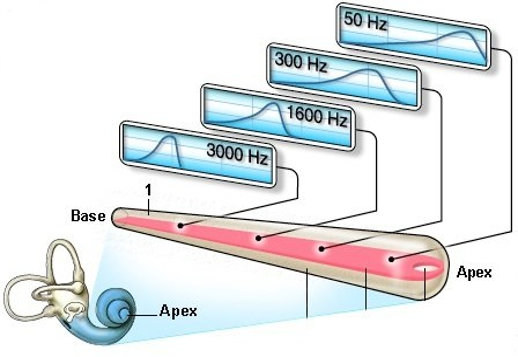 Fig.5: Membrane basilaire
(d'après S. Blatrix)